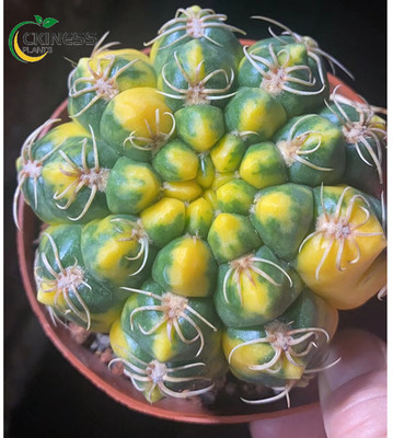 6-7cm cactus Variegated plants Home Garden beautiful Plants
