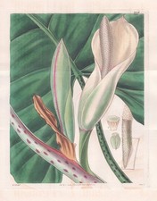 Caladium Grandiflorum Gravure Botanique De Fleurs Curtis 3345