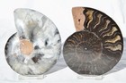 Large Black Ammonite PAIR Deep Crystals 110myo FOSSIL LRG 113mm 4.5" 9589ee — photo 3