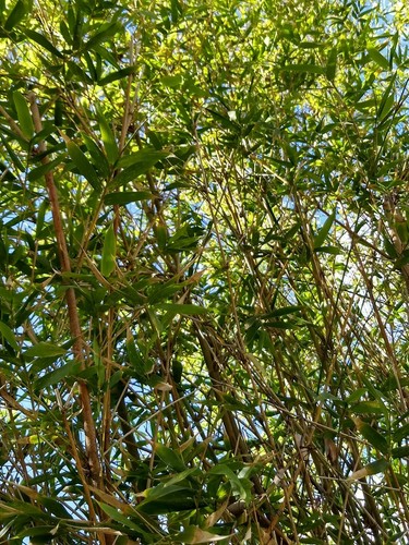 Clumping bamboo*Bambusa Ventricosa*Non Invasive*Privacy Screen*Fast Growing! - Picture 7 of 10