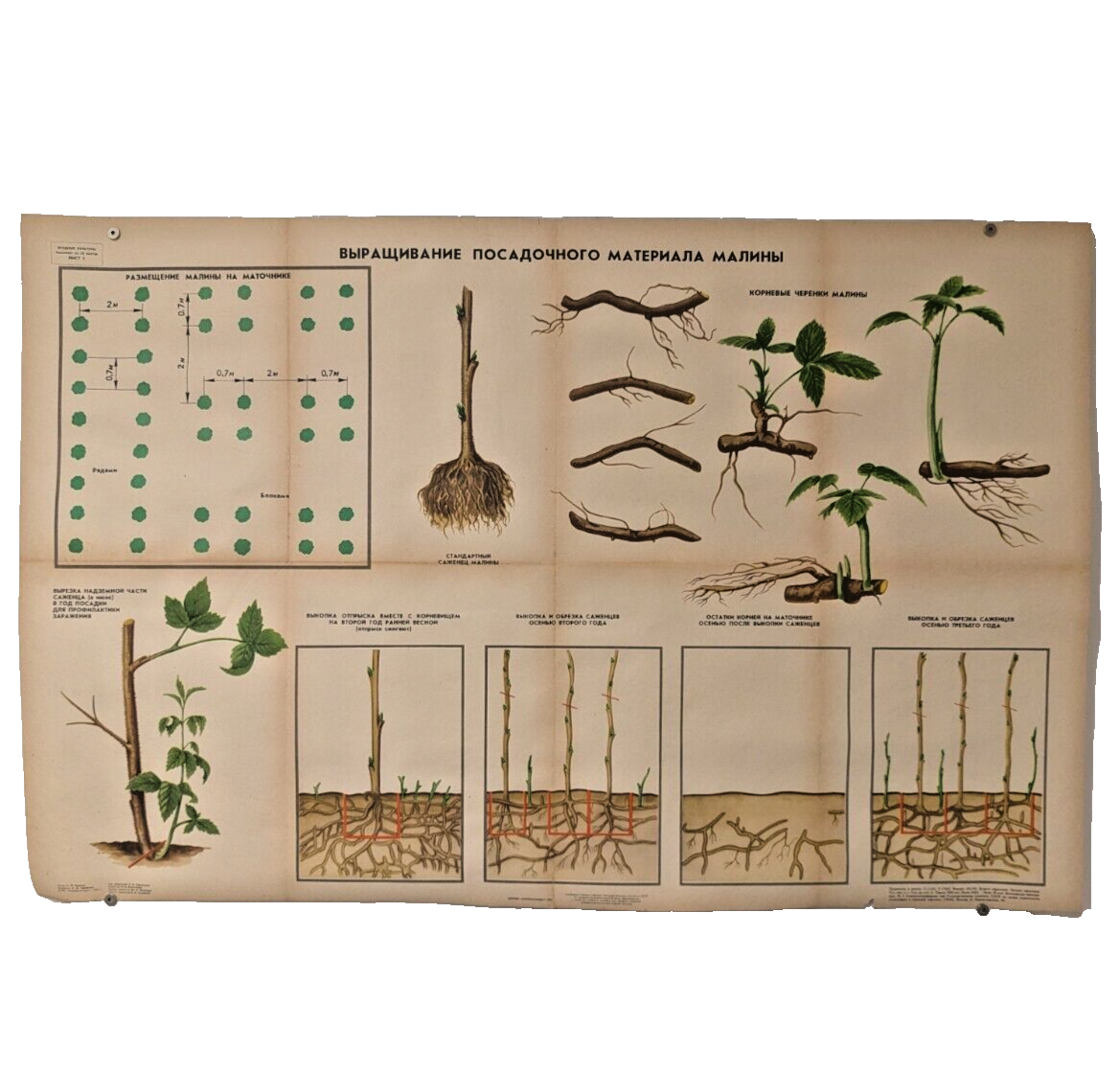 🌻 Plant Vintage Poster 1985 🌿 Soviet Boho Style 🌳 raspberry growing process