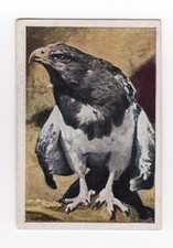Cigarette Card c1930 Bird - Buzzard