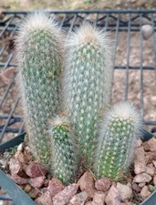 Cleistocactus straussii Silver Torch Big Columnar Multi Stems