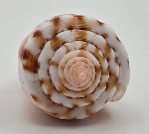 Conidae Conus Boeticus Ruppellii - 30.80 mm- Special Color - Gem - 第 6/11 張圖片