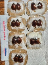 Pleocoma bicolor Rain Beetles from California Set of 2 Coleoptera Beetle Insect