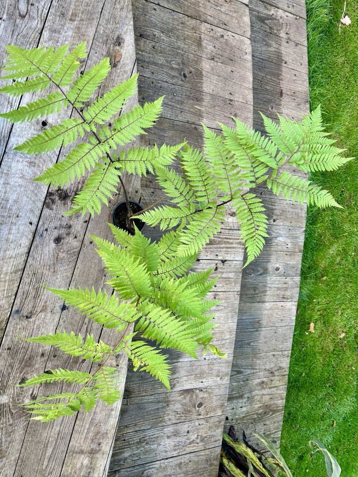 Fifern Tree Rare tree fern Cyathea Medullaris (black tree fern) | eBay UK