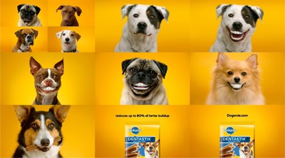 dentastix dog