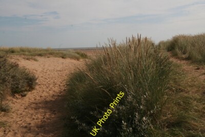 Photo 6x4 Crook Bank carpark sea path: marram grass and sea buckthorn on  c2015