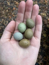 6 Pack-Mystery Box-Rainbow Button Quail Hatching Eggs! (Multiple Quail Colors) 