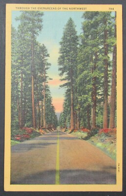 Road Through the Evergreens of the Northwest USA Vintage Linen Postcard Unposted