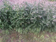 Russian Comfrey Live easy CROWN Cuttings - Bocking 14 Cultivar