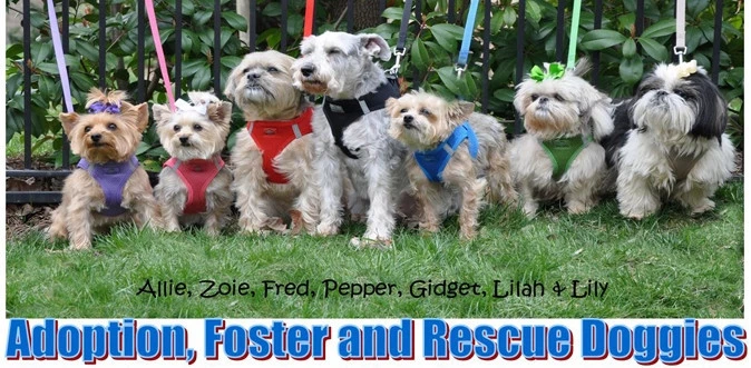 DOG HARNESS Ultra Step In CHOKE FREE American River Doggie DESIGN ALL SIZES