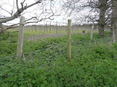 Photo A2 Recently-planted orchard Bekesbourne Hill Seen from a footpath  c2015