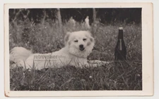 Lazy Afternoon Bliss: A Dog, a Bottle, and the Serenity of the Meadow Old Photo