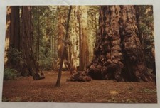 General Sherman Tree Henry Redwoods State Park Santa Cruz County, CA. PC (M2)