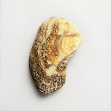 Unique 2? Arc Clam from Florida 