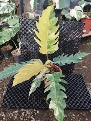 Real Pick Mature Size Philodendron Caramel Marble Variegated