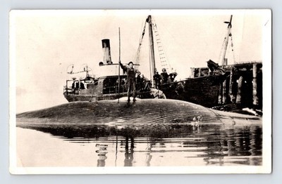 Whaling Crew Dock Scene Steam Ship 1910s RPPC Postcard Unposted Divided Back