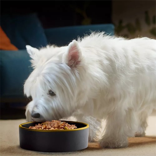 Cesar Wet Dog Food Cesar Steak Lovers Variety Pack Wet Dog Food