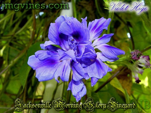 Violet Hige Ipomoea Purpurea Morning Glory 6 Qty - Picture 6 of 6