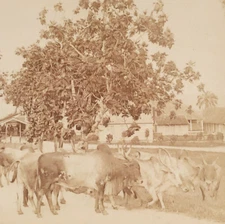 Indian Cattle Farm Jamaica Stereoview c1900 Montpelier Indian Cows Photo C1027