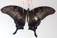 Butterflies for collectors | Butterfly taxidermy