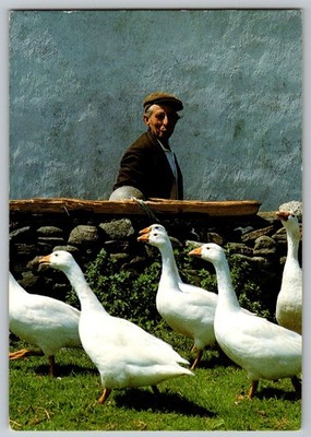 Postcard - Real Ireland, Taking A Gander At Geese. No. 68.