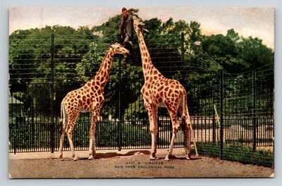 Vintage Giraffes Postcard New York Zoological Park Zoo NYC Animal Feeding
