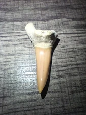 Tiger Shark Tooth