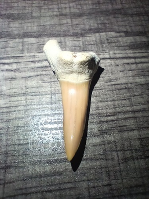 #ad #ad Tiger Shark Tooth $22.00