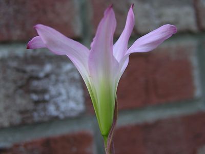 lily⭐︎ QAUZUY GARDEN Blue Rare Lily Seeds ITL1 for Yard