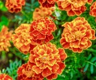 French Marigold Spanish Brocade - 350 seeds - Flower