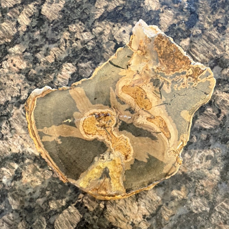 Petrified Wood Fossil Polished Slice Display Specimen