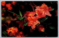 Flame Azalea. Great Smoky Mountain National Park Postcard