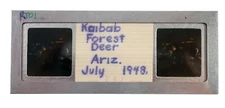 Stereo Realist slide - Kaibab Forest Deer Arizona July 1948 (EARLY!!) Kodacrhome
