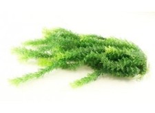 Plastic Aquarium Plant with Weighted Base 16 Inch Tall, Full Decoration for Pond
