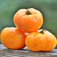 Orange Tomato Seeds Box Garden Seeds LLC Heirloom USA Grown 25 Pack