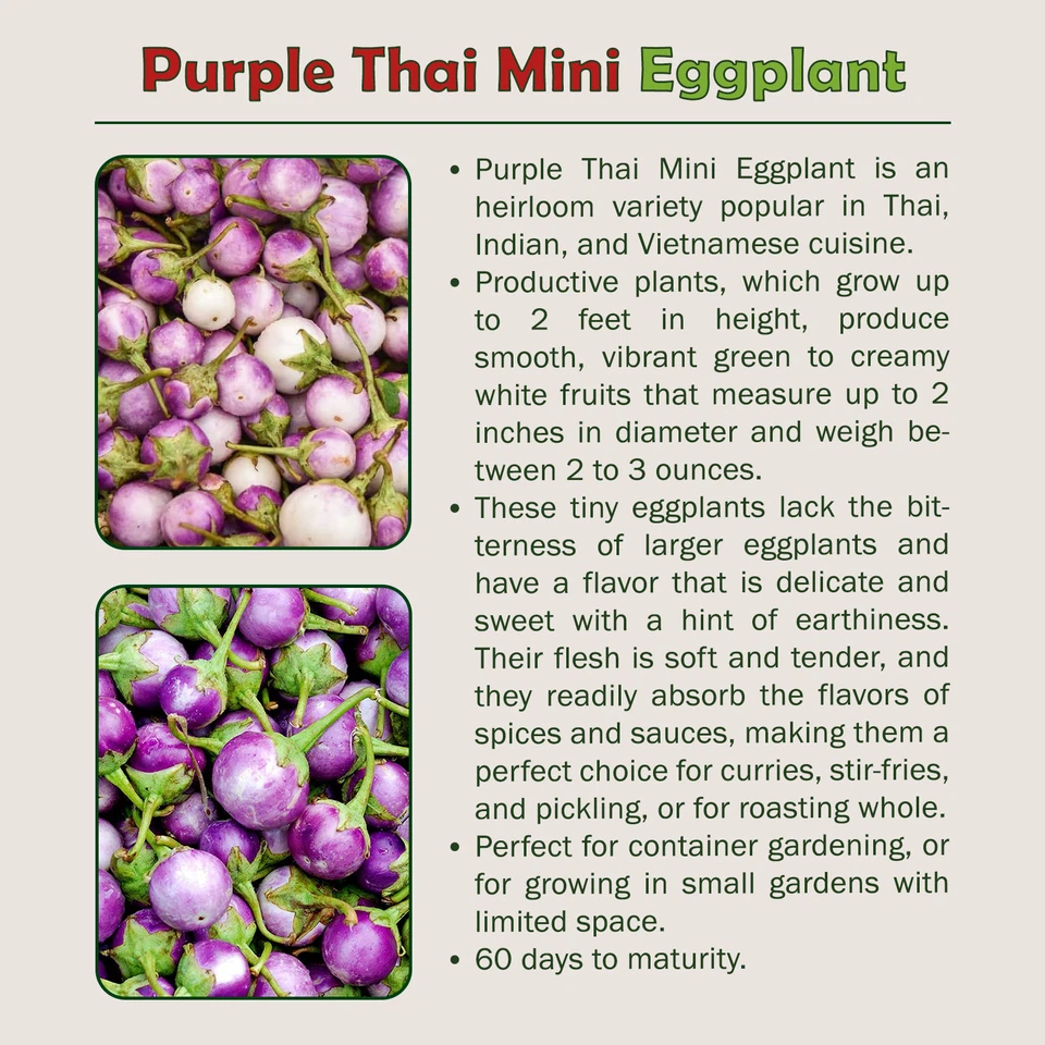 20 Purple Thai Mini Eggplant Seeds, Solanum macrocarpon, Non-GMO, Genuine USA - Image 2 of 2
