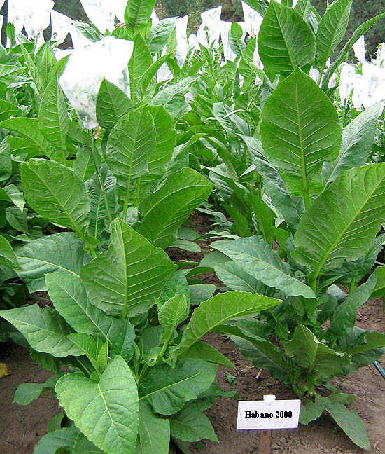 1000 Habano 2000 Tobacco Seeds Heirloom High Yield Cigar Tobacco Seeds! eBay
