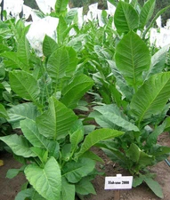 1000 Habano 2000 Tobacco Seeds ~ Heirloom ~ High Yield  ~ Cigar Tobacco Seeds!