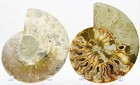 Fossil PAIR Ammonite Great Color Crystal Cavities XXXL 7.3" 110myo 187mm e3659ss — photo 8