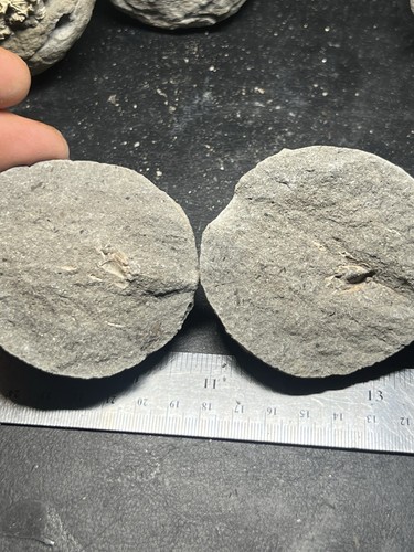 Rare Unprepared Crab in Nodule Cretaceous Age From Vancouver Island Canada - Picture 6 of 6