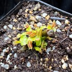 Venus Flytrap SD KRONOS Supergiant Cultivar (Read Description) — photo 6