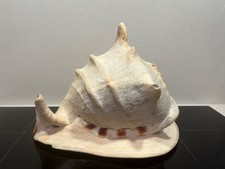 Antique Giant Horned Helmet Queen Helmet conch shell