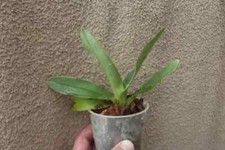 Rare Paphiopedilum kolopakingii orchid plant , not in bloom in 9cm pot