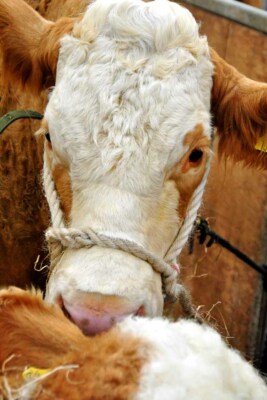 Pedigree Simmental Kuh Rind Foto Bild Druck