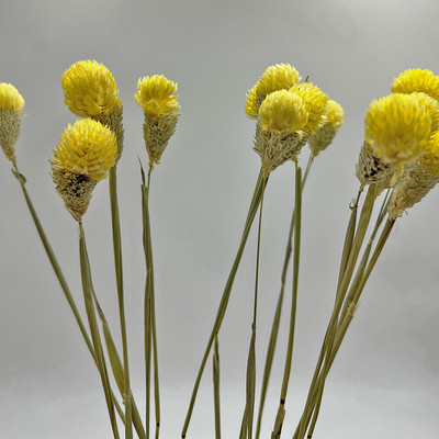 Bergamo Art Bundle of 4 Dried Gomphrena Globosa 22-24'' long in Yellow