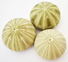 3-Pack:  Green Sea Urchin Shell (2") Coastal Crafts Coastal Cottage Decorating