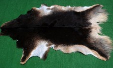 Luxury Goat hide Rug Hair on Area Rug Size 36"x22" Animal Leather Goat Skin G324