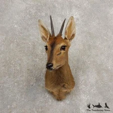 #28917 E | Bush Duiker Shoulder Taxidermy Shoulder Mount For Sale